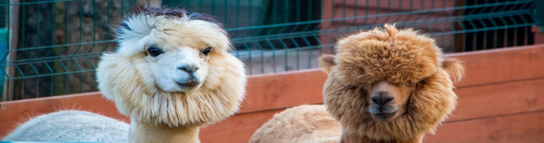 Alpaca Therapy