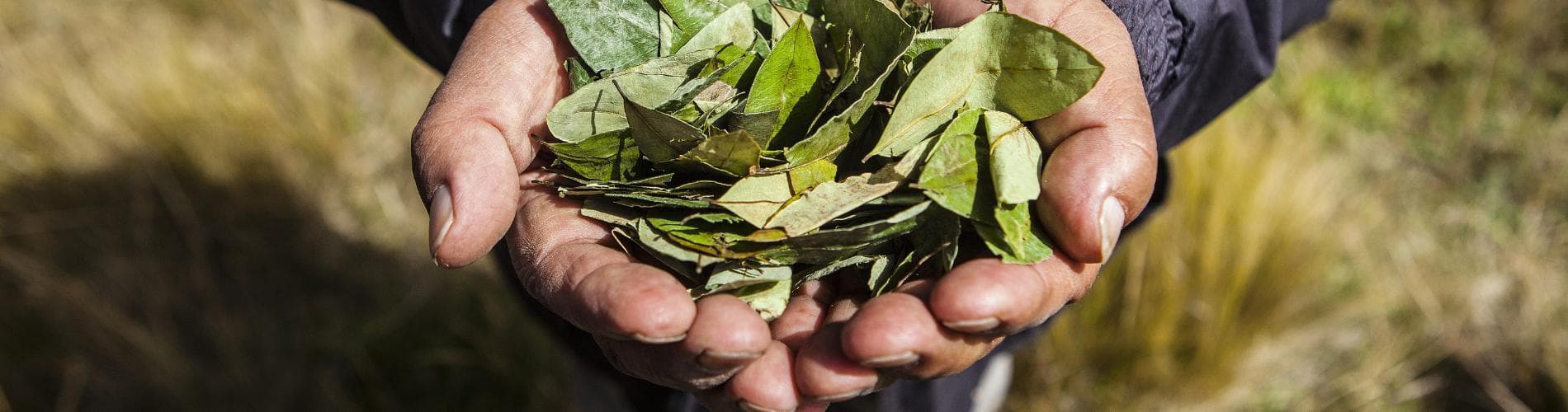 Coca Tea- The Andean Cure-all!