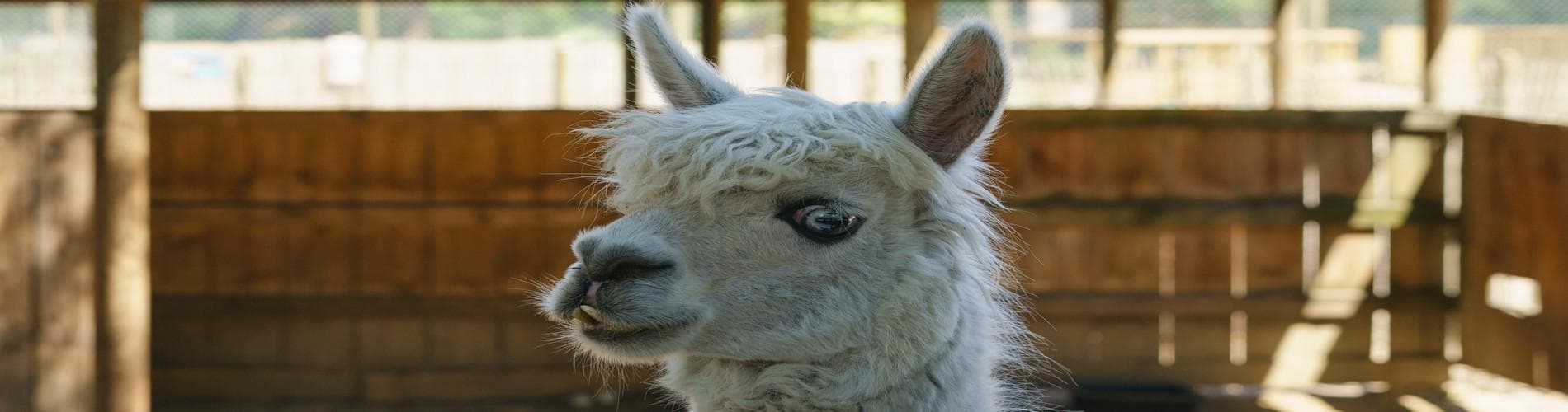 Llama Trekking in The Sacred Valley