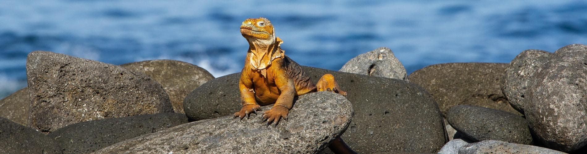 The Best Peru and Ecuador Tour
