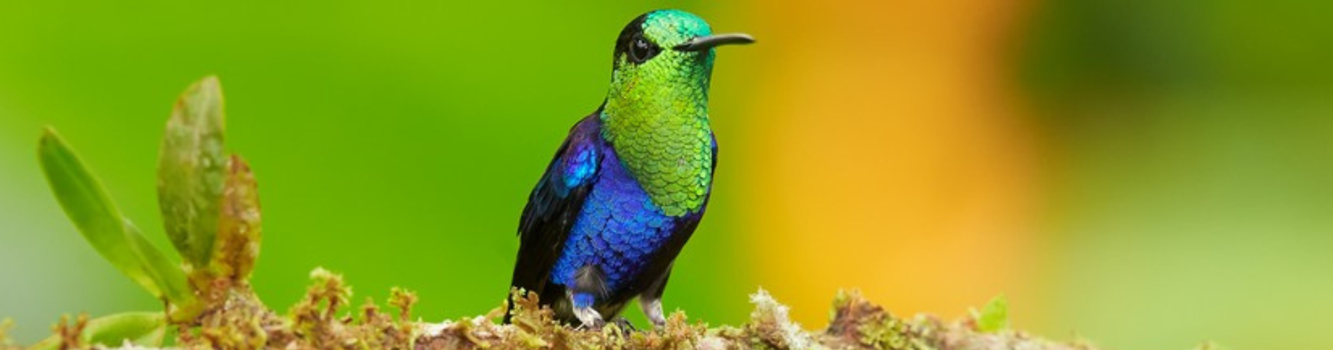 The Nature and Ecology of Machu Picchu