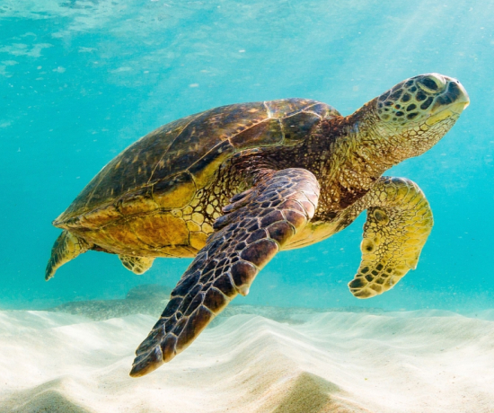 Galapagos Islands